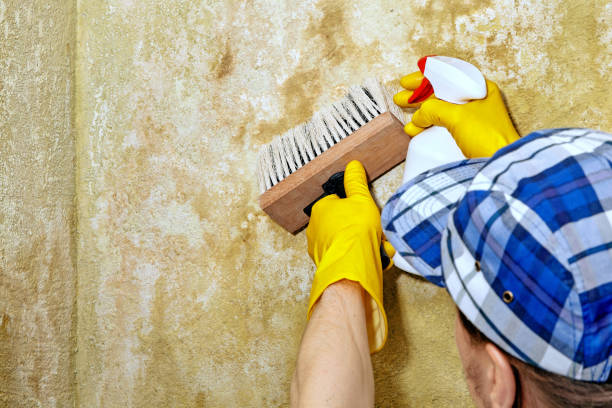 Best Mold Documentation for Insurance Claims  in Orlovista, FL
