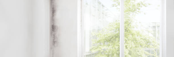 Best Residential Mold Inspection & Testing  in Orlovista, FL