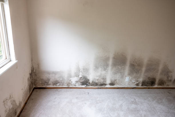 Professional Mold Removal in Orlovista, FL